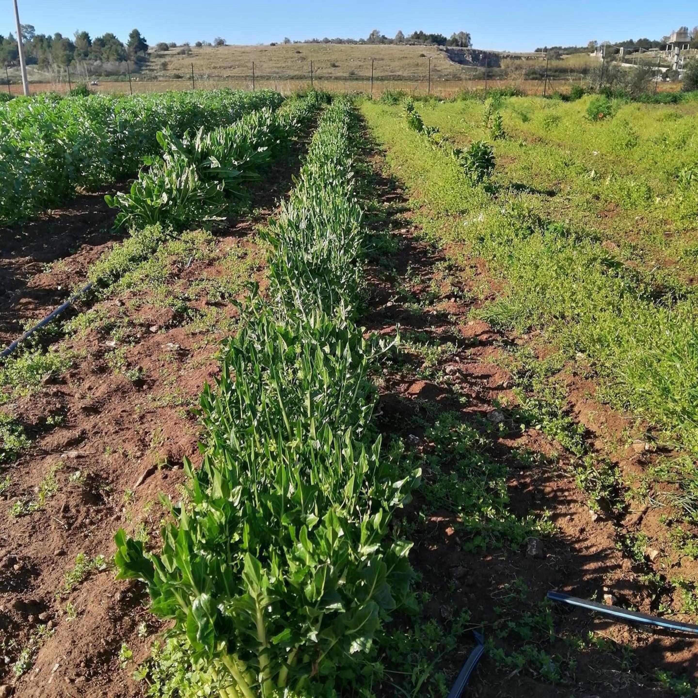 Caprarica di Lecce Masseria Stali, The Originals Relais מראה חיצוני תמונה